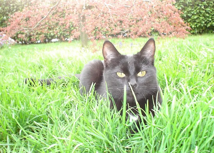 Bed & Breakfast Il Bolentino 3*