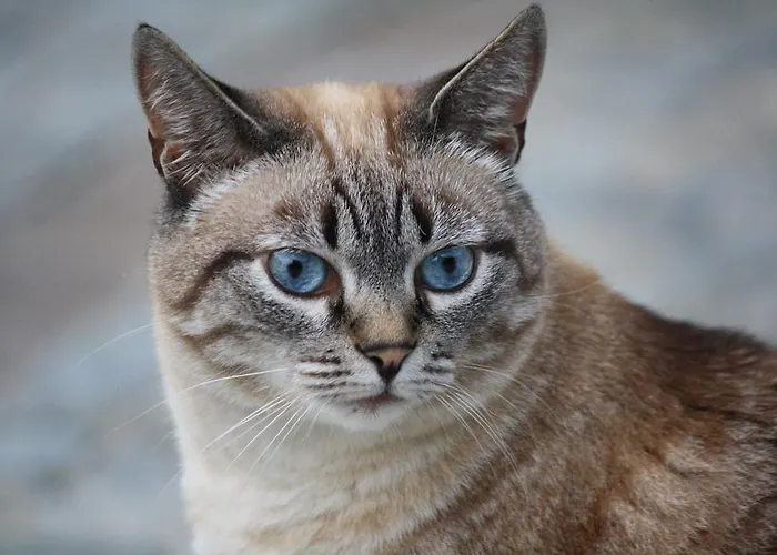 Bed & Breakfast Il Bolentino 3*